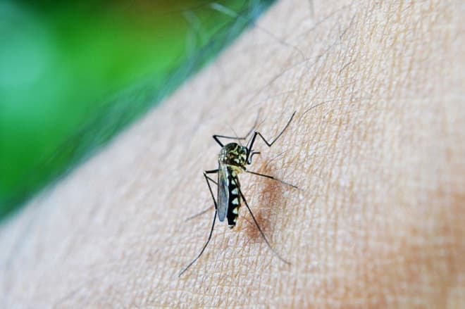 Dados apontam queda nos casos de dengue no Maranhão