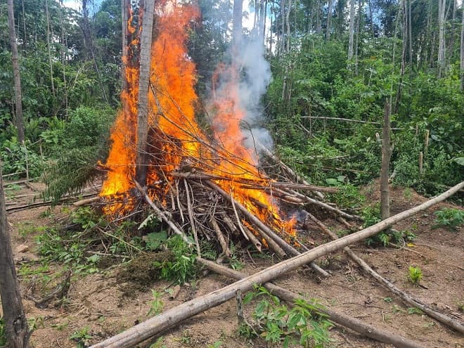 Operação da PF erradica plantações de maconha no Maranhão