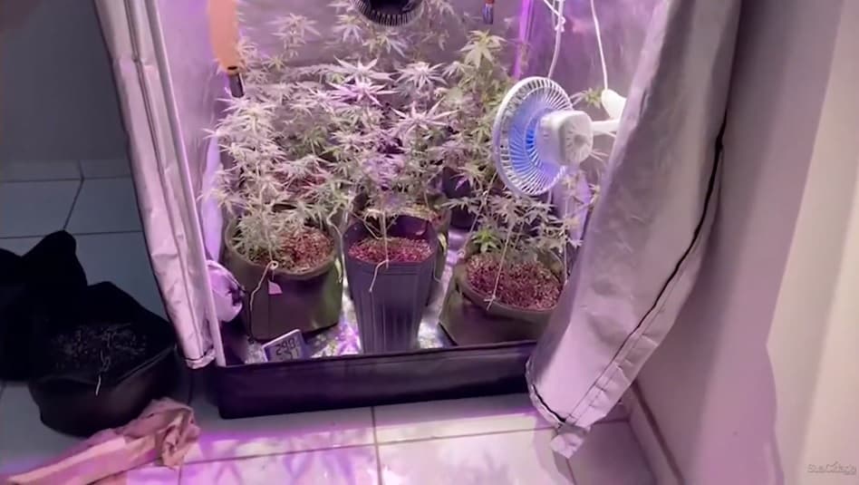Polícia encontra plantação de maconha em apartamento