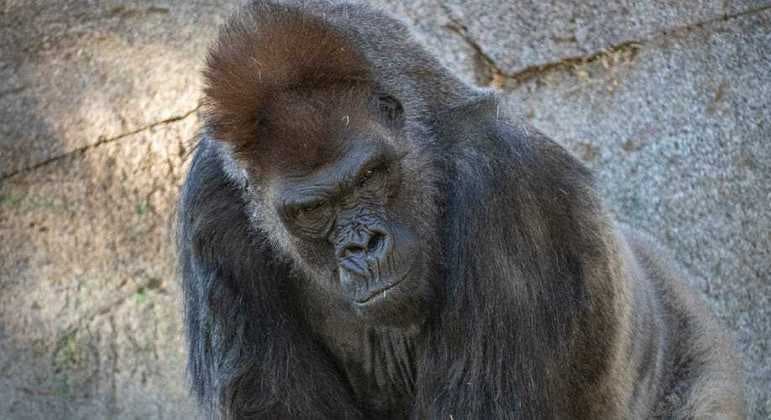 Gorilas são os primeiros animais vacinados contra a covid-19