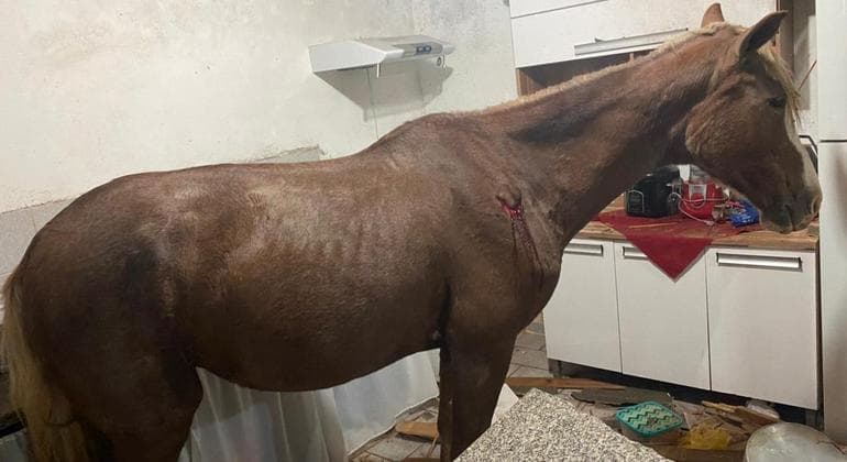 Cavalo cai de telhado e invade cozinha em Presidente Prudente