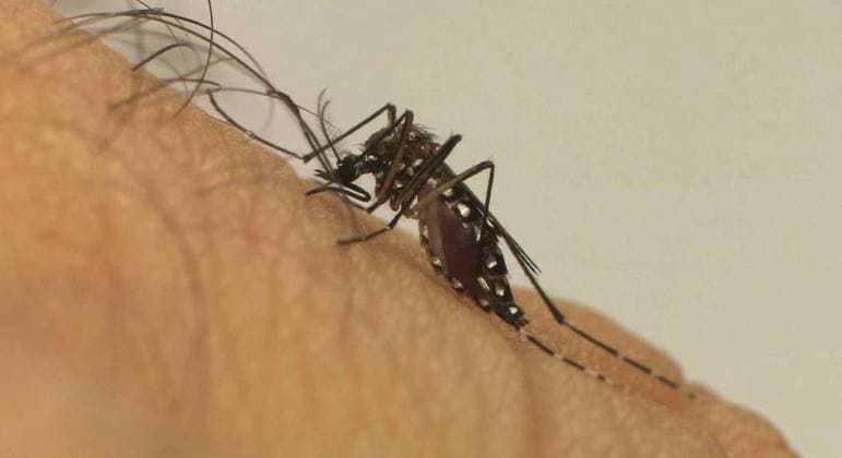 Registros de dengue despencam na pandemia de covid no Brasil