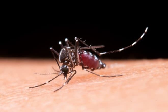 Saúde lança campanha de combate ao mosquito Aedes aegypti