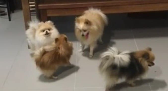 Polícia indicia representantes de distribuidora por morte de cães intoxicados