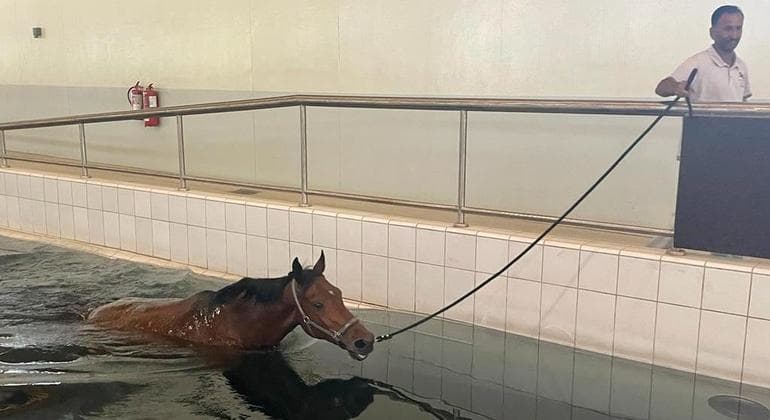 Cavalos têm hospital, fisioterapia e academia no país da Copa