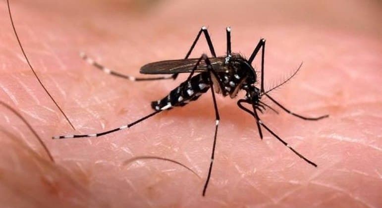 Cepa do vírus da dengue mais contagiosa e inédita no Brasil é detectada em GO