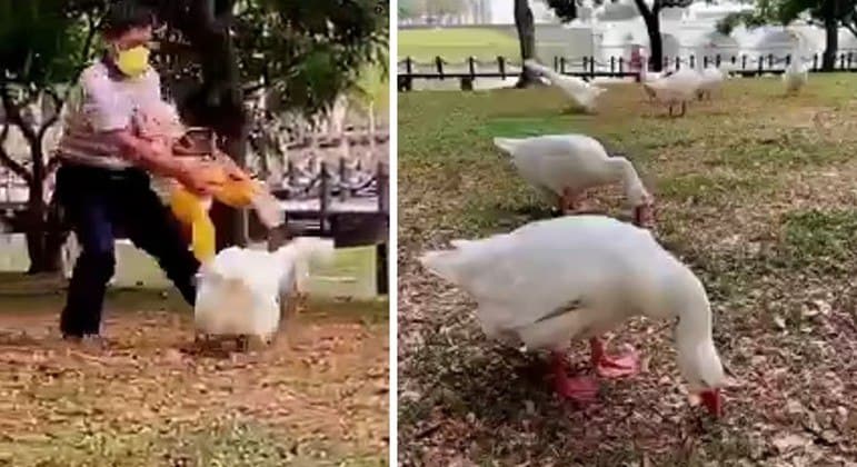 Avô desesperado usa a própria neta para bater em ganso enfurecido