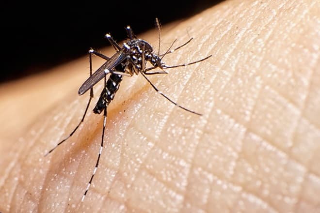 MA tem aumento de 440% de casos de dengue, zika e chikungunya