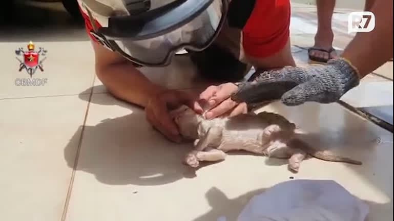 Bombeiro faz respiração boca a boca e salva filhote de gato no Distrito Federal