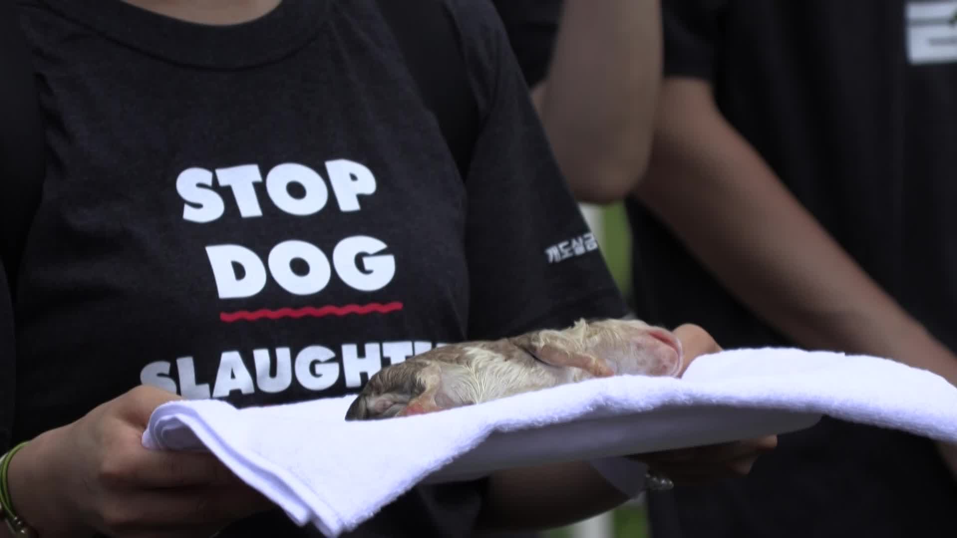 Coreia do Sul avança para proibir consumo de carne de cachorro