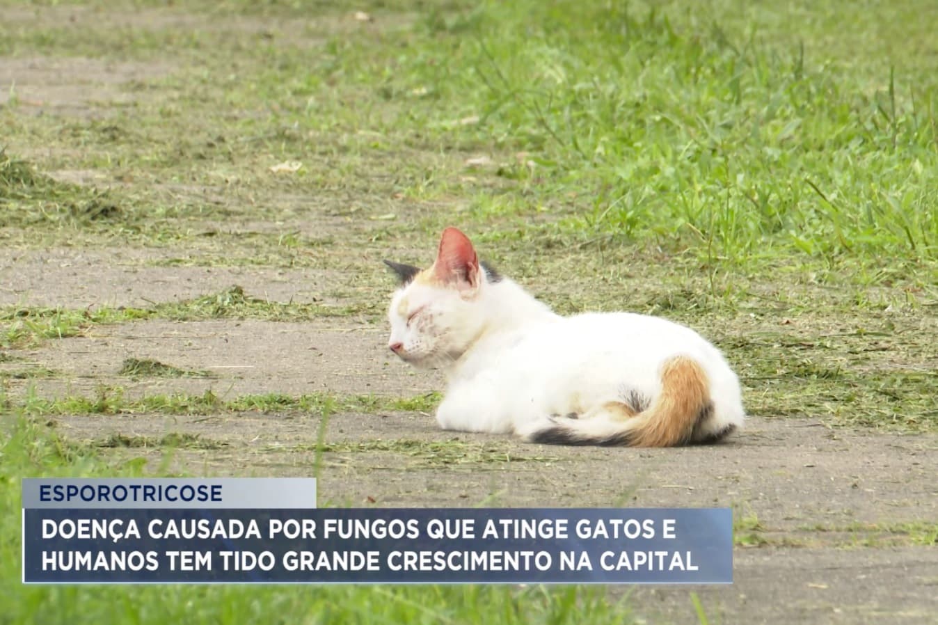 Esporotricose em gatos: aumenta número de casos da doença em São Luís
