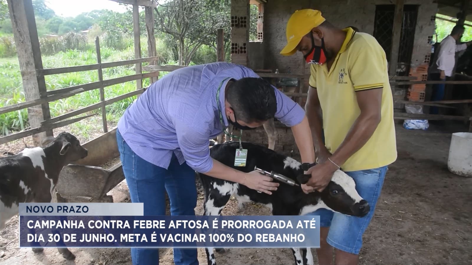 Campanha de vacinação contra febre aftosa é prorrogada em todo Maranhão