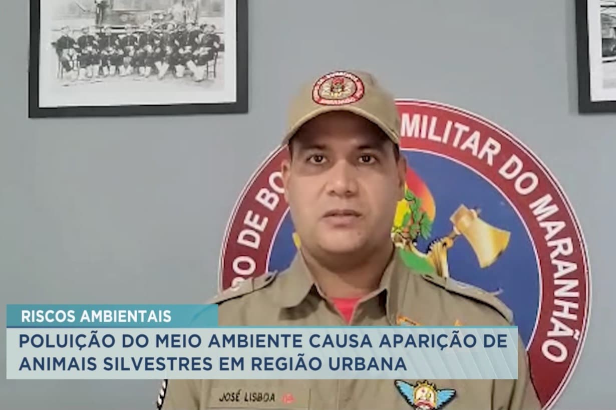 Poluição do meio ambiente causa aparição de animais silvestres em região urbana do MA