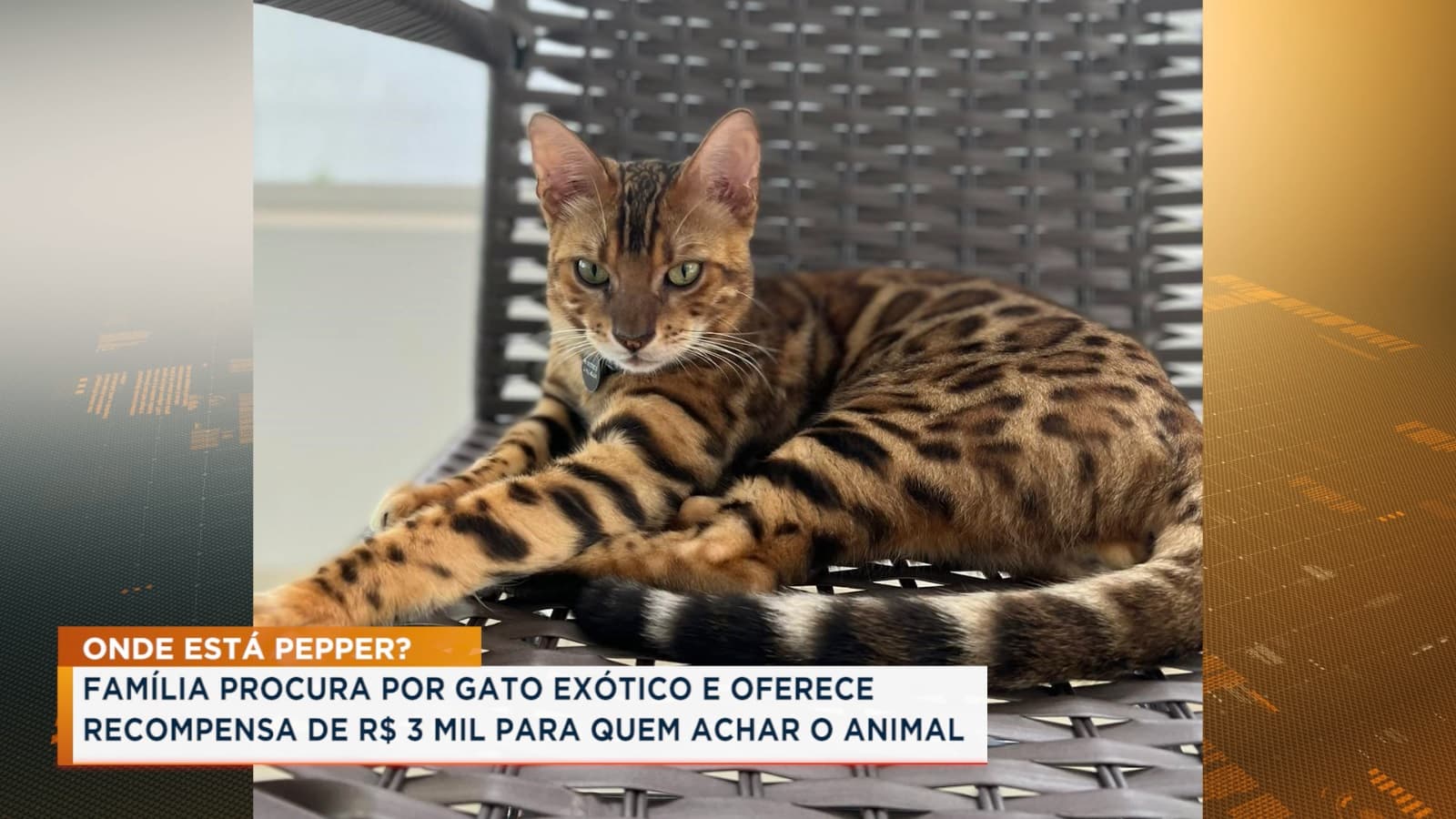 Família busca gato exótico desaparecido em São Luís