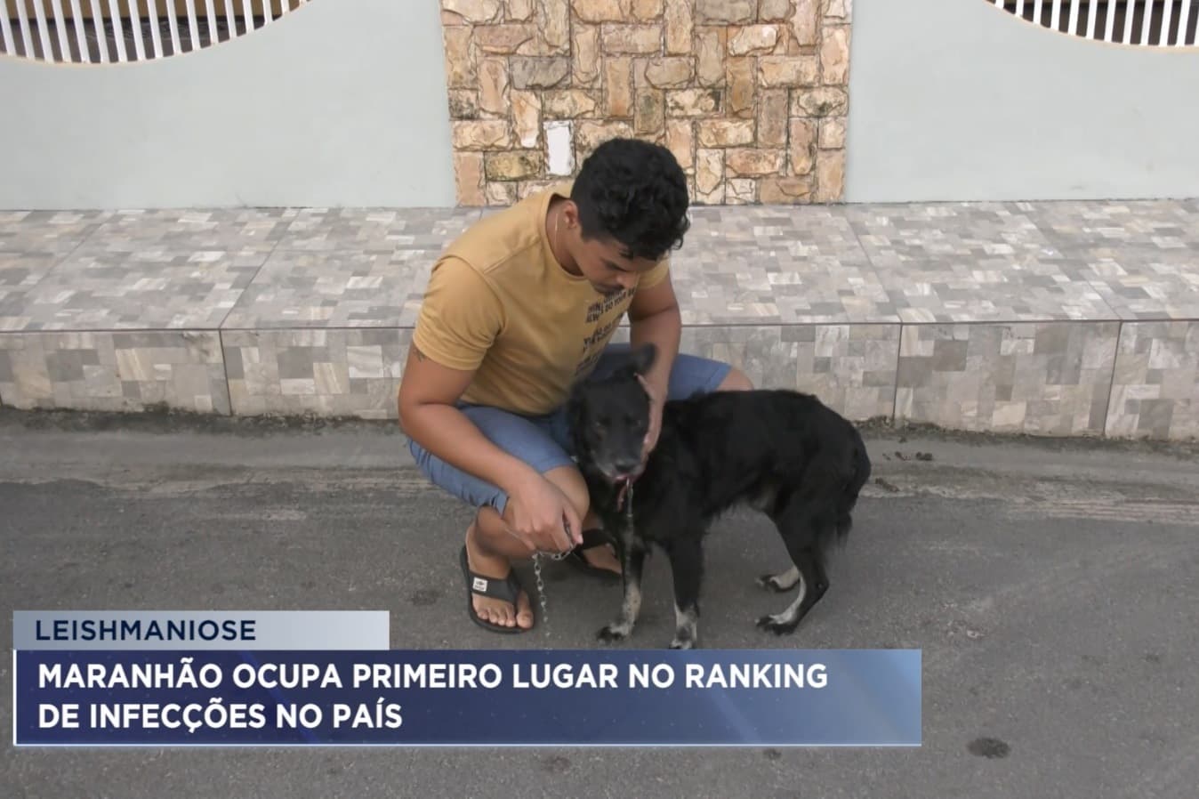 Maranhão ocupa 1º lugar no ranking de infecções por leishmaniose no país