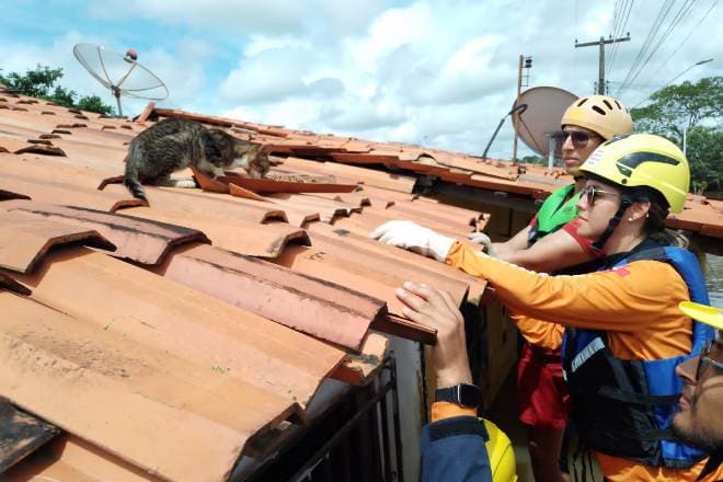 Bombeiros resgatam animais domésticos vítimas das enchentes no Maranhão