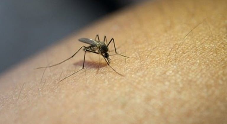 Vacina contra dengue estará disponível na semana que vem