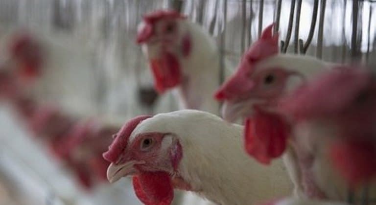 Setor de proteína animal prevê alimentos mais caros