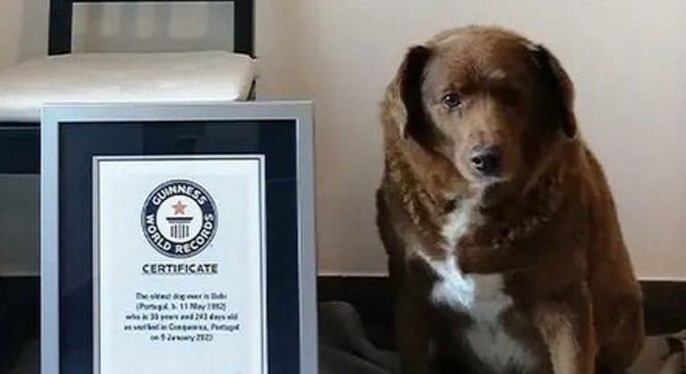 Cachorro mais velho do mundo completa 31 anos com festa de aniversário