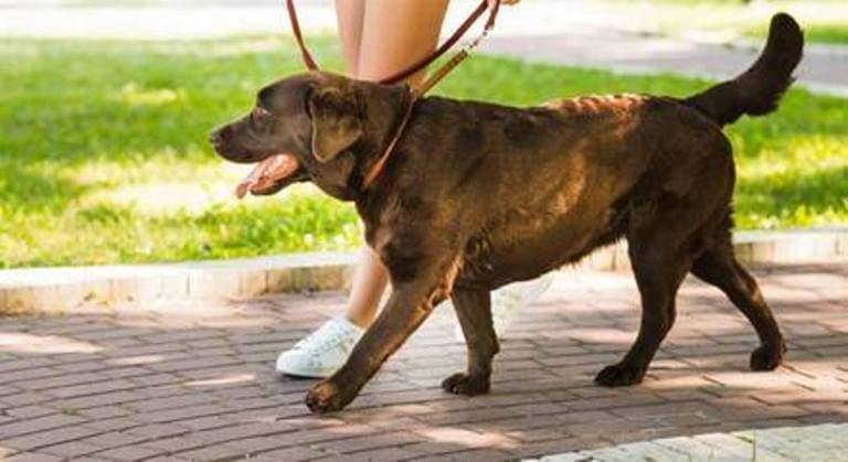 Saiba as doenças que os cachorros podem contrair em parques e como evitá-las