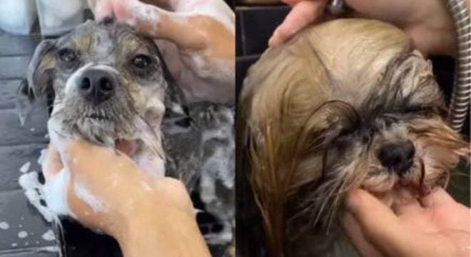 Ouvido protegido e água morna: veja dicas de como dar banho no seu cachorro em casa