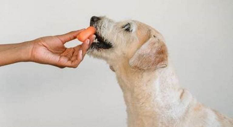 Conheça os 7 alimentos que seu pet não pode comer de jeito nenhum