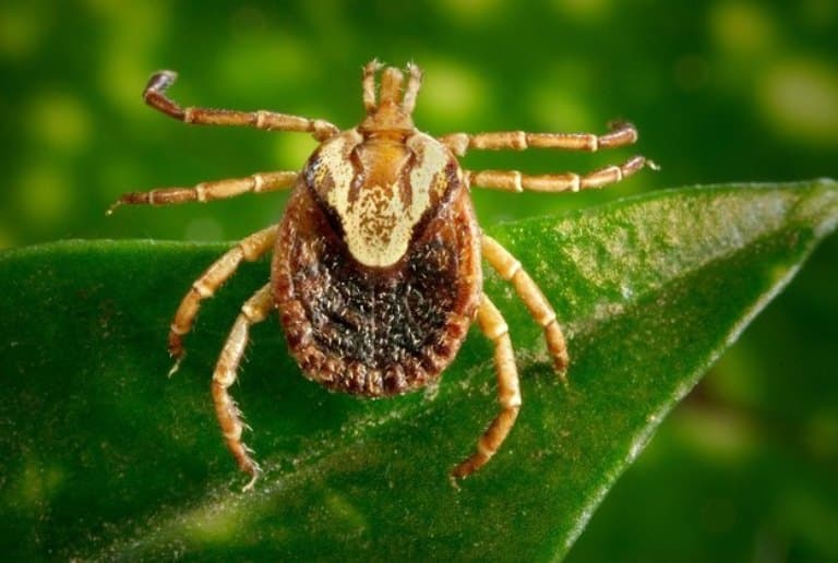 Febre maculosa matou 4 em cada 10 pacientes no Brasil em 2022