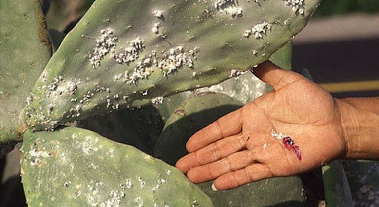 Corante 'de morango' nos alimentos é feito a partir de insetos?