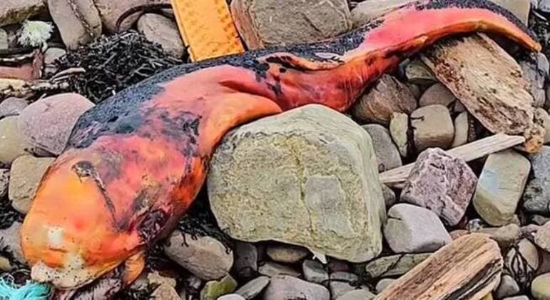 Criatura misteriosa é encontrada à beira da estrada e deixa moradores intrigados