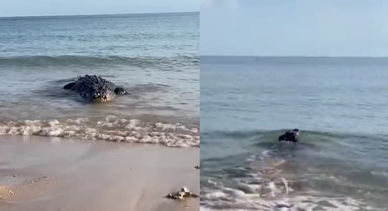 Especialista em vida selvagem é confundido por presa e despista crocodilo gigante