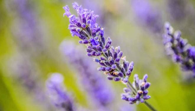 Além de cheirosa, lavanda pode combater à ansiedade