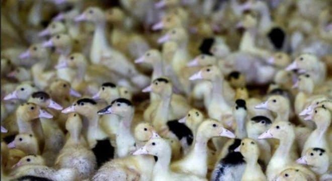 Rio de Janeiro confirma caso de gripe aviária em ave silvestre