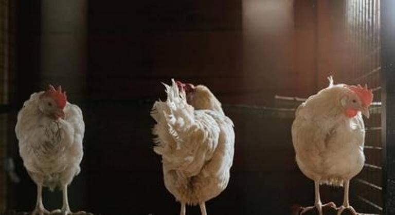 Agricultura confirma mais 5 casos de influenza aviária em aves silvestres