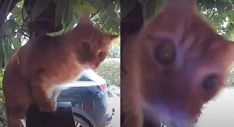 Gato aprende a usar a campainha para entrar em casa