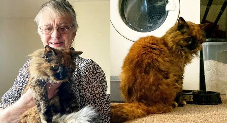 Gato próximo de completar 32 anos de vida pode ser o mais velho do mundo