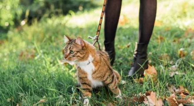 Saiba riscos, benefícios e se os felinos devem usar coleiras