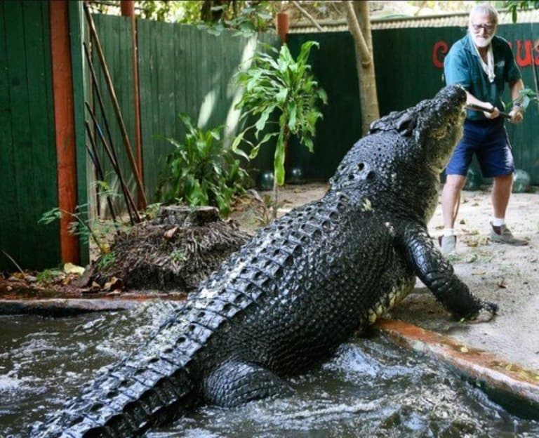 Maior crocodilo em cativeiro do mundo completa 120 anos