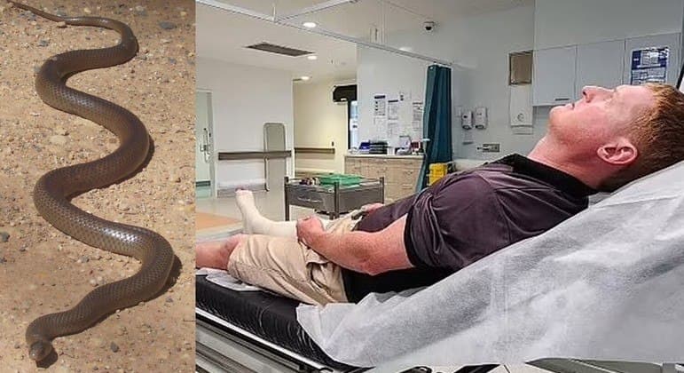 Pai se joga na frente de cobra letal e salva a vida de filha de 2 anos
