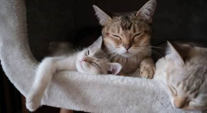 Quer adotar um gato? confira 7 dicas essenciais para ter um felino