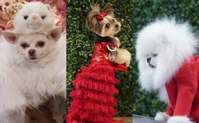 Evento recria looks de celebridades no Met Gala para cachorros