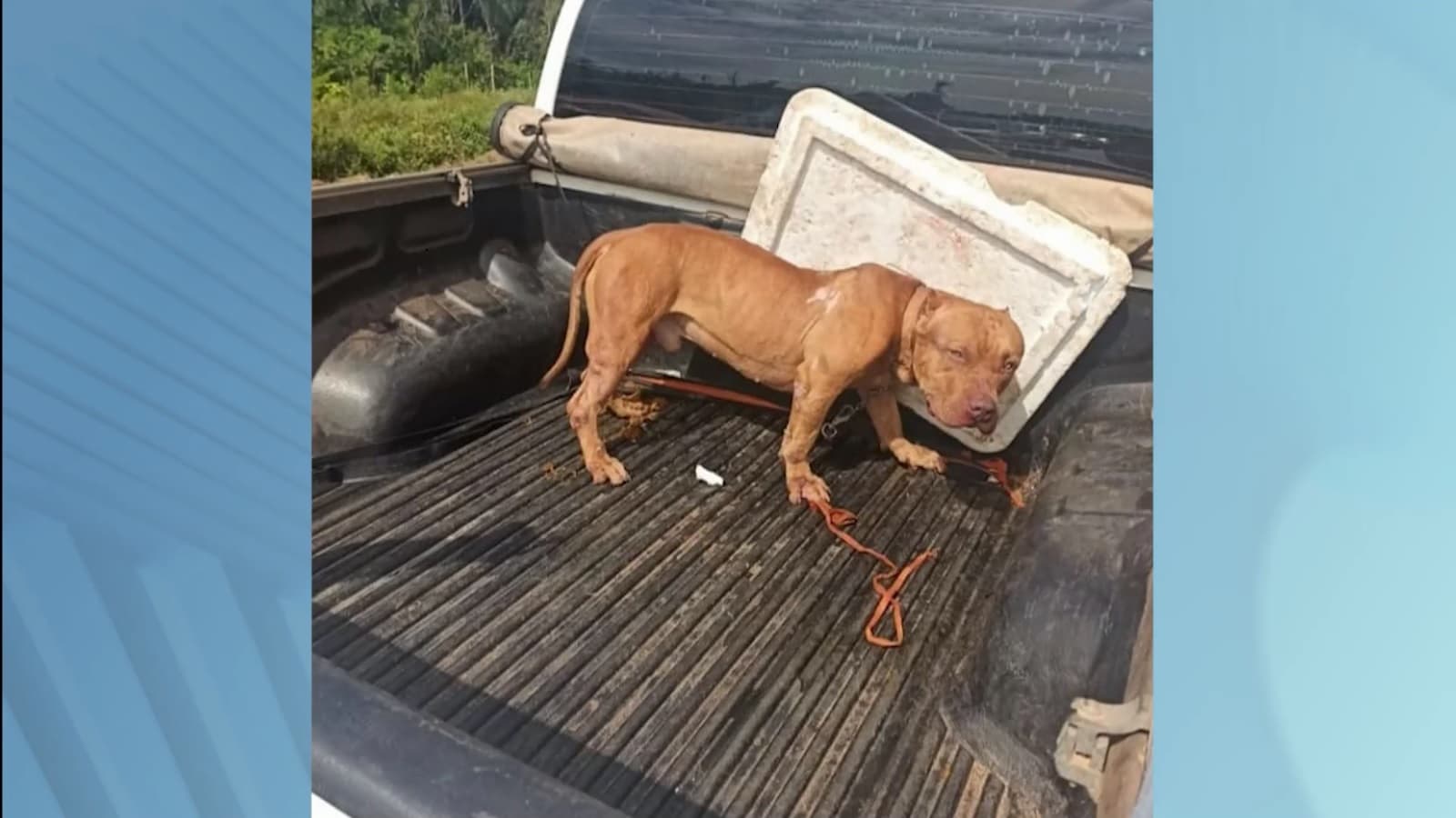 Suspeito é preso por maus-tratos contra cão transportado em carroceria na BR-135