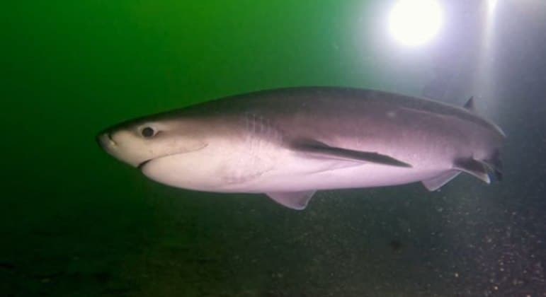 Mergulhadores encontram espécie de tubarão raro