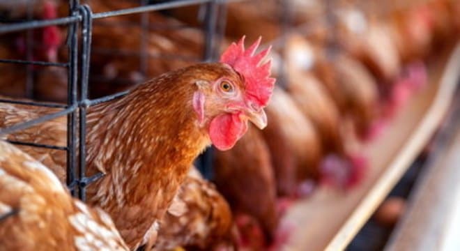 Governo libera R$ 200 milhões para combater avanço da gripe aviária