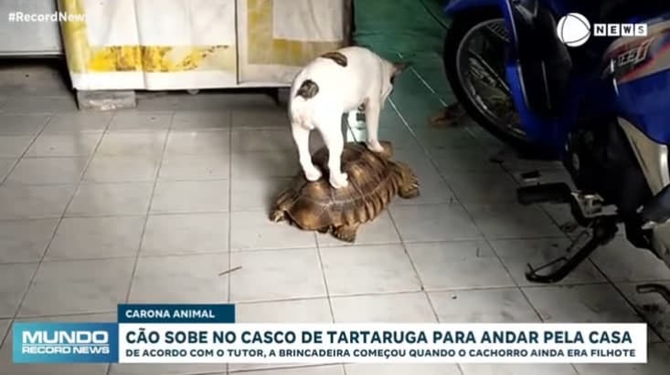 Cão sobe no casco de tartaruga para andar pela casa; veja vídeo