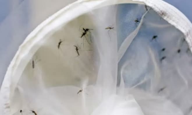 Abril registra 897 mortes causadas por dengue, equivalente a 76% de 2023 inteiro