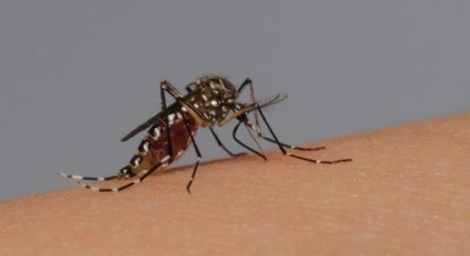 Brasil registra mais da metade de casos de dengue notificados em 2023