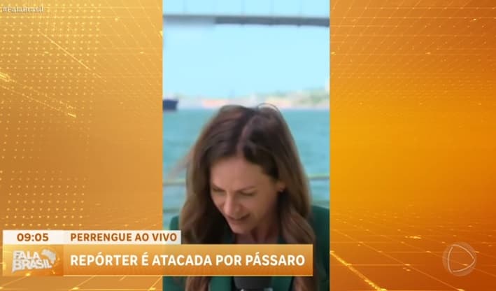 Jornalista é atacada por pássaro em transmissão ao vivo