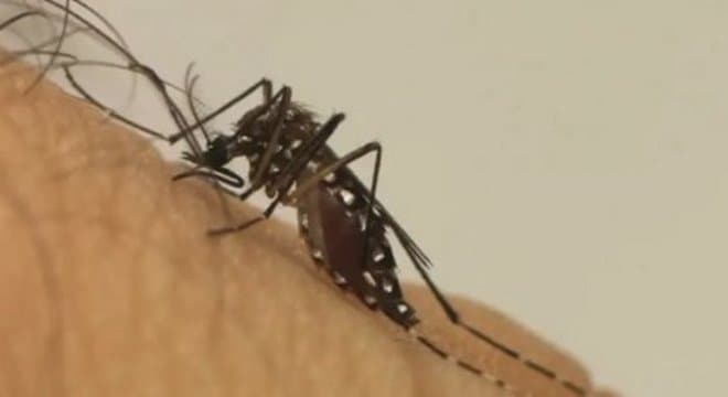 Casos de dengue estão em queda ou estáveis em 20 estados, diz ministra da Saúde