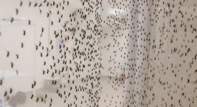 Dengue matou mais que o dobro de pessoas no 1º trimestre de 2024 em relação a 2023
