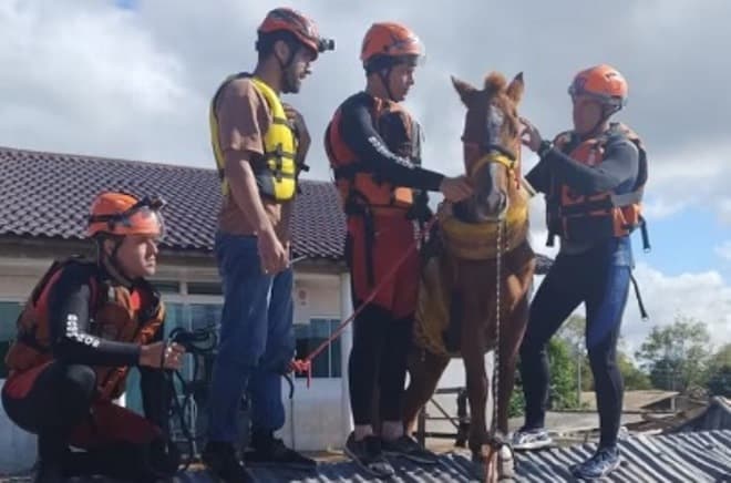 Além de cavalo que ficou ilhado, ao menos 5,2 mil animais já foram resgatados no RS
